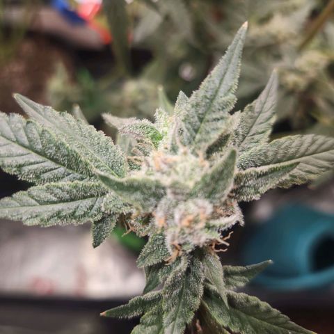 Gorilla Runtz growlog timeline photo