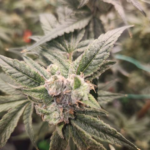 Gorilla Runtz growlog timeline photo
