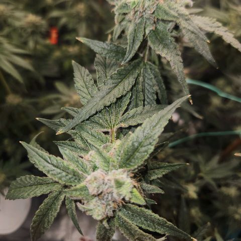 Gorilla Runtz growlog timeline photo