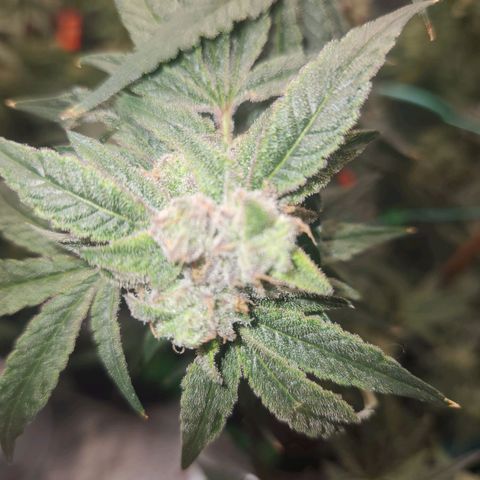 Gorilla Runtz growlog timeline photo