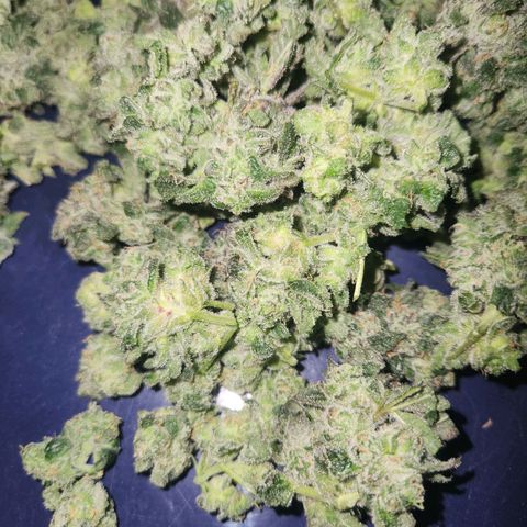 Gorilla Runtz growlog timeline photo