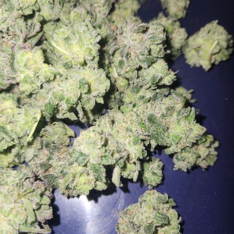 Gorilla Runtz growlog timeline photo