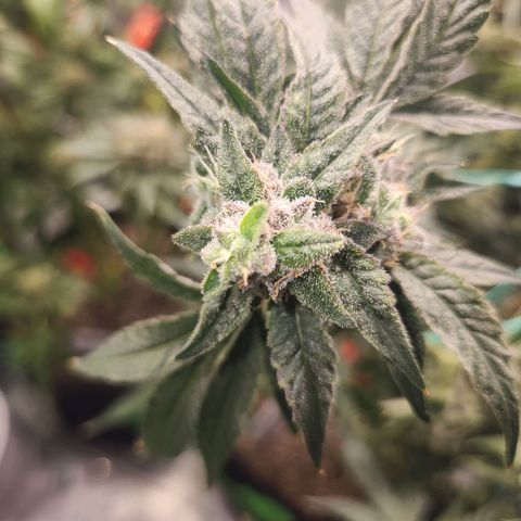 Gorilla Runtz growlog timeline photo