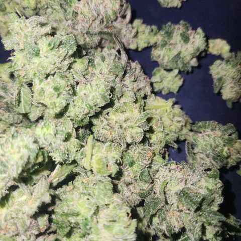 Gorilla Runtz growlog timeline photo