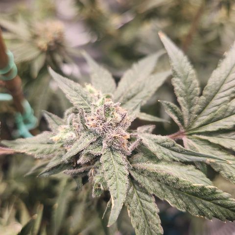 Gorilla Runtz growlog timeline photo