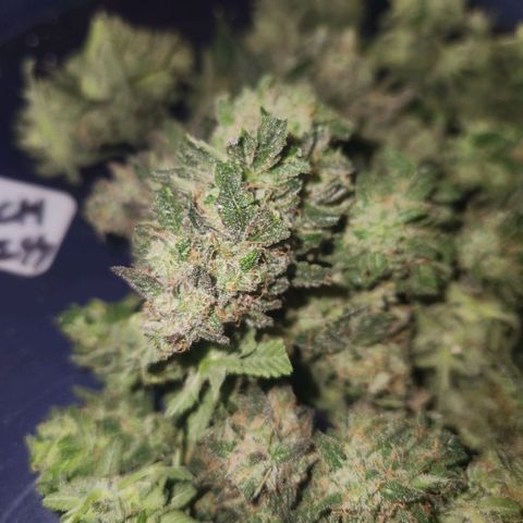 Sour Patch Kiss growlog timeline photo