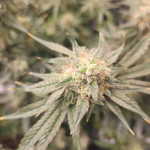 Sour Patch Kiss growlog timeline photo