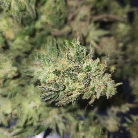 Sour Patch Kiss growlog timeline photo