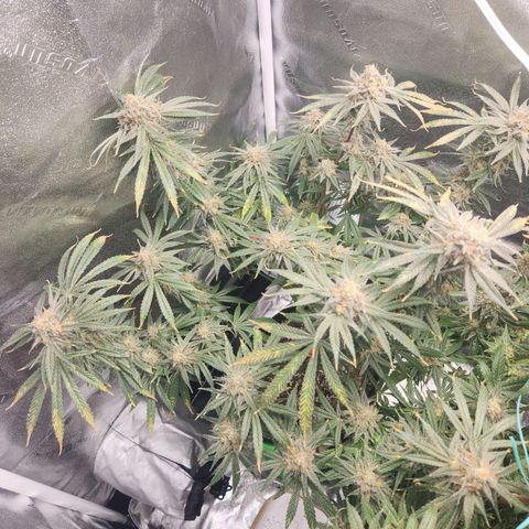 Sour Patch Kiss growlog timeline photo