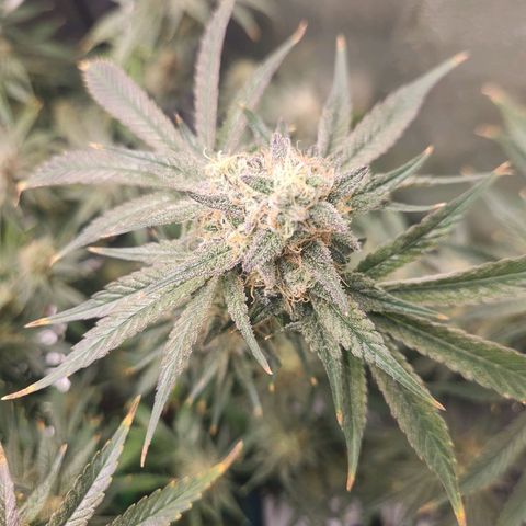 Sour Patch Kiss growlog timeline photo
