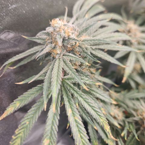 Sour Patch Kiss growlog timeline photo