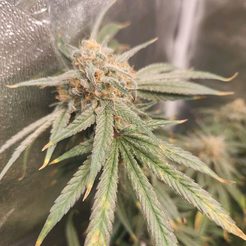 Sour Patch Kiss growlog timeline photo