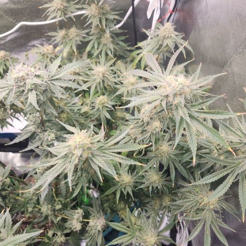 Sour Patch Kiss growlog timeline photo