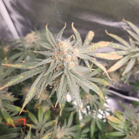 Sour Patch Kiss growlog timeline photo