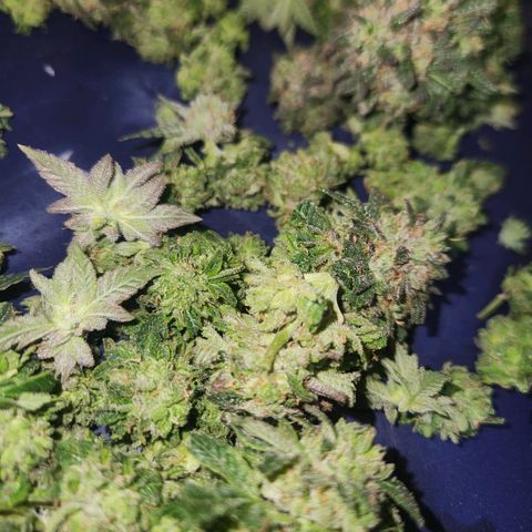 White Heat growlog timeline photo