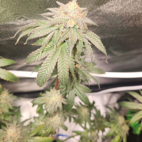 White Heat growlog timeline photo