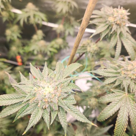 White Heat growlog timeline photo