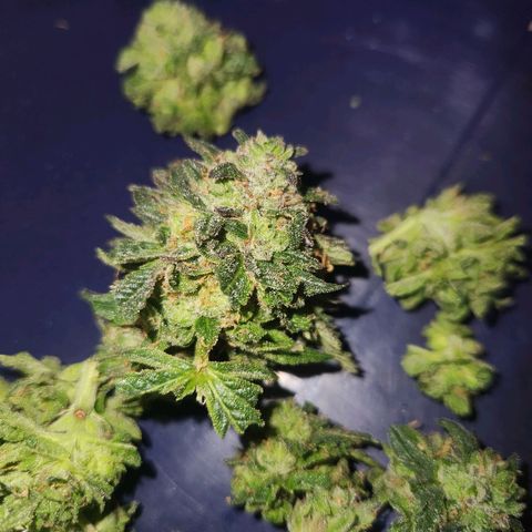 White Heat growlog timeline photo