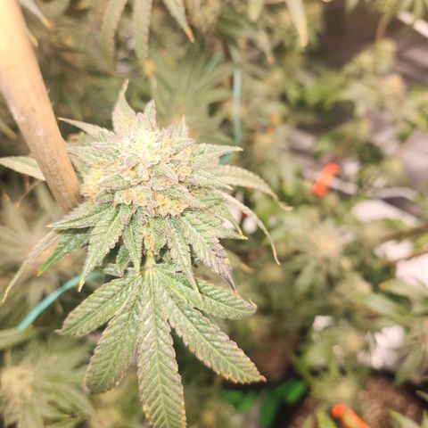 White Heat growlog timeline photo