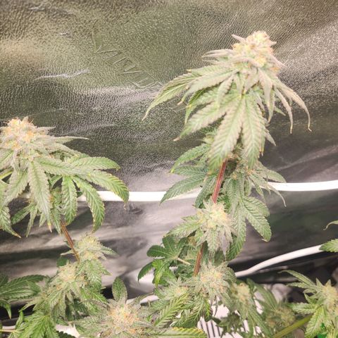 White Heat growlog timeline photo