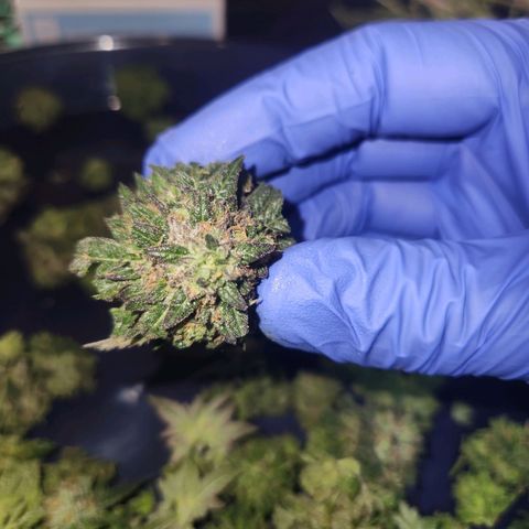 White Heat growlog timeline photo