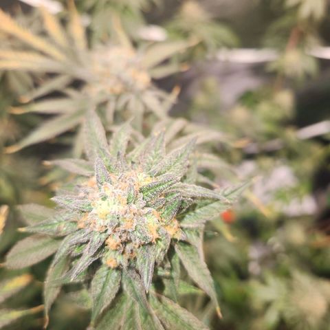 White Heat growlog timeline photo