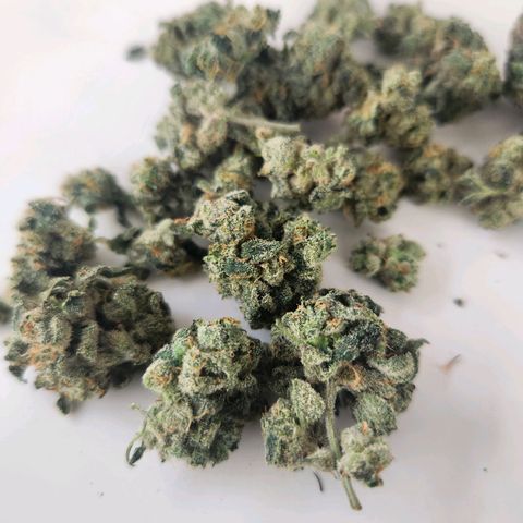 Gorilla Runtz growlog timeline photo