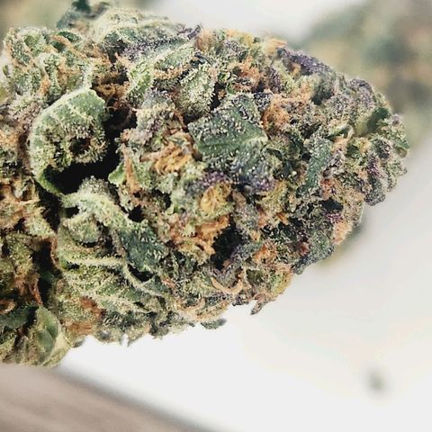 White Heat growlog timeline photo