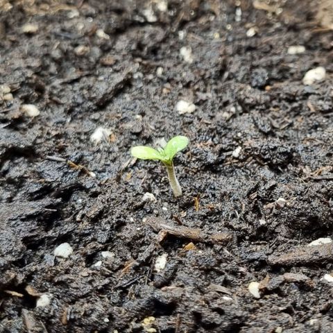 Do-Si-Dos Auto growlog timeline photo