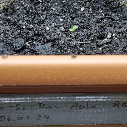 Do-Si-Dos Auto growlog timeline photo