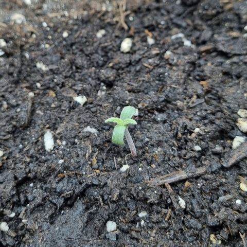 Do-Si-Dos Auto growlog timeline photo