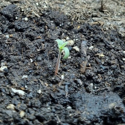 Do-Si-Dos Auto growlog timeline photo
