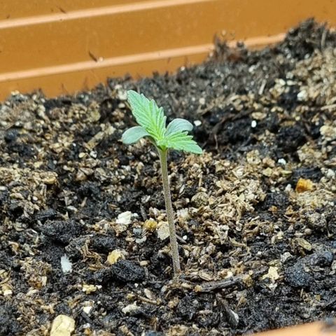Do-Si-Dos Auto growlog timeline photo