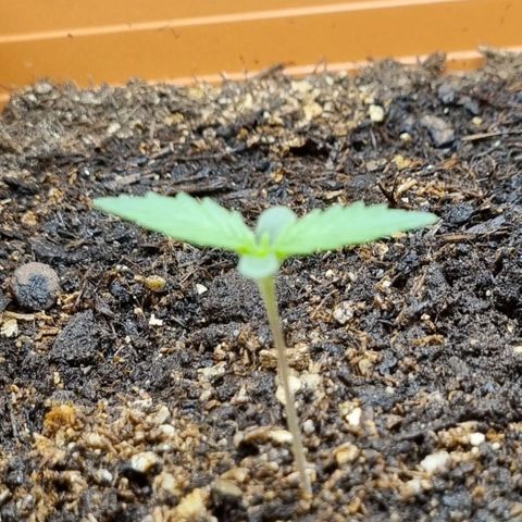 Do-Si-Dos Auto growlog timeline photo