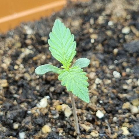 Do-Si-Dos Auto growlog timeline photo