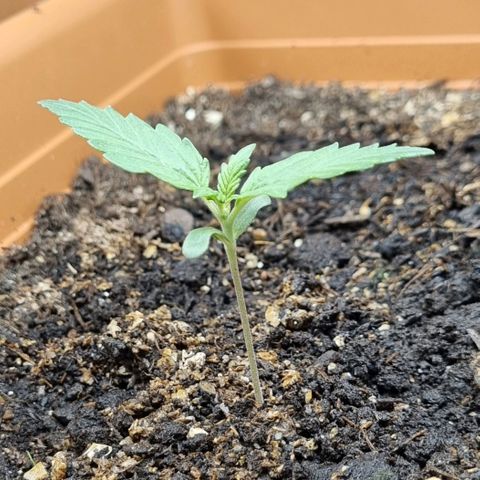 Do-Si-Dos Auto growlog timeline photo