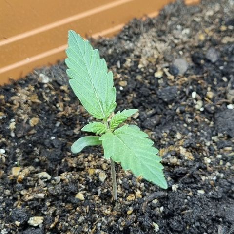 Do-Si-Dos Auto growlog timeline photo