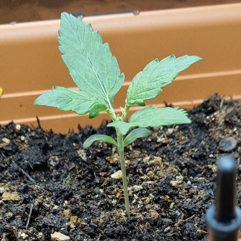 Do-Si-Dos Auto growlog timeline photo