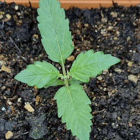 Do-Si-Dos Auto growlog timeline photo