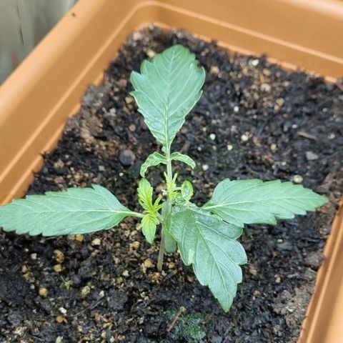 Do-Si-Dos Auto growlog photo: Vor topping > mißbildung