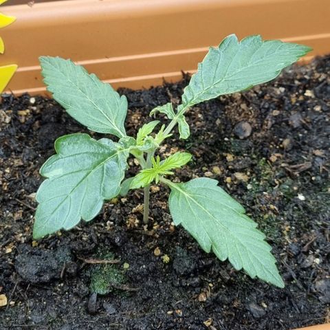 Do-Si-Dos Auto growlog photo: Vor topping > mißbildung