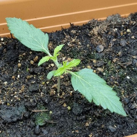 Do-Si-Dos Auto growlog photo: Nach topping