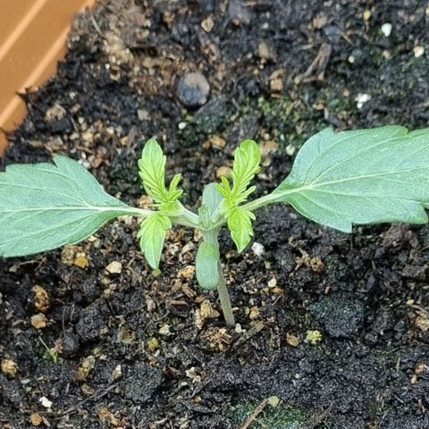 Do-Si-Dos Auto growlog photo: Nach topping