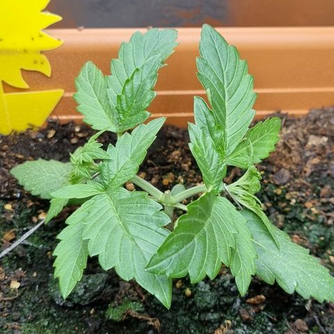 Do-Si-Dos Auto growlog timeline photo