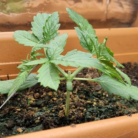 Do-Si-Dos Auto growlog timeline photo