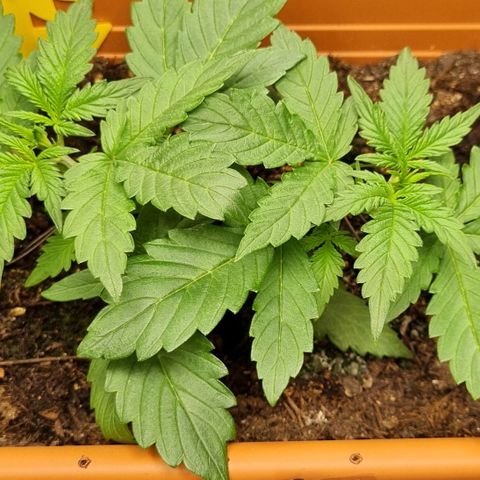 Do-Si-Dos Auto growlog photo: Vor LST + Topping
