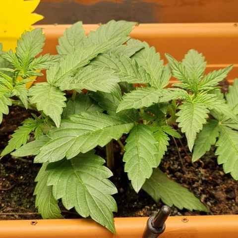 Do-Si-Dos Auto growlog photo: Vor LST + Topping