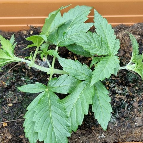 Do-Si-Dos Auto growlog photo: Nach LST + Topping