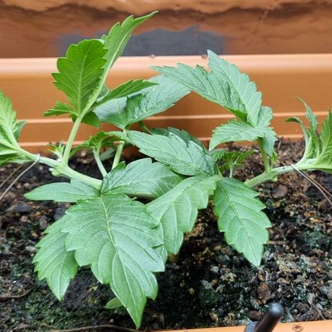 Do-Si-Dos Auto growlog photo: Nach LST + Topping