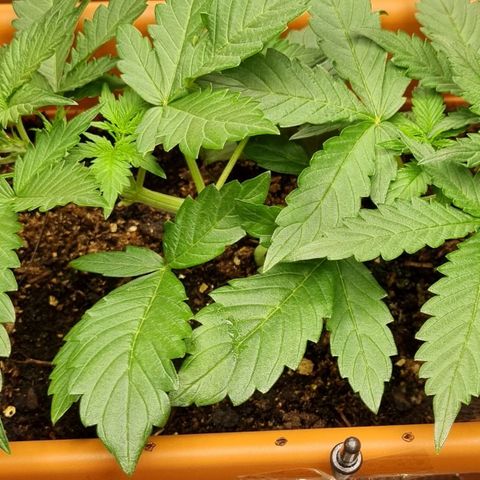 Do-Si-Dos Auto growlog timeline photo